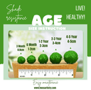 Large Marimo Moss Ball 1 pc 4-5cm LIVE Marimo Moss Ball - Japanese Algae Ball