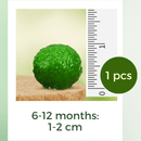 Hot Sale: Live Mini Marimo Moss Ball White and Black Pebbles Glass Bottle Glass Jar