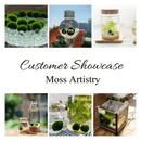Sample Marimo Moss Balls For Aquarium Multiple Size - Kokedama Japanese Algae Ball
