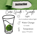 Marimo Moss Balls For Aquarium 10PCS Multiple Size Moss Ball Aqua Plant Pet Bulk Sale - Kokedama Japanese Algae Ball Wholesale
