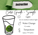 Large Marimo Moss Ball 1 pc 4-5cm LIVE Marimo Moss Ball - Japanese Algae Ball