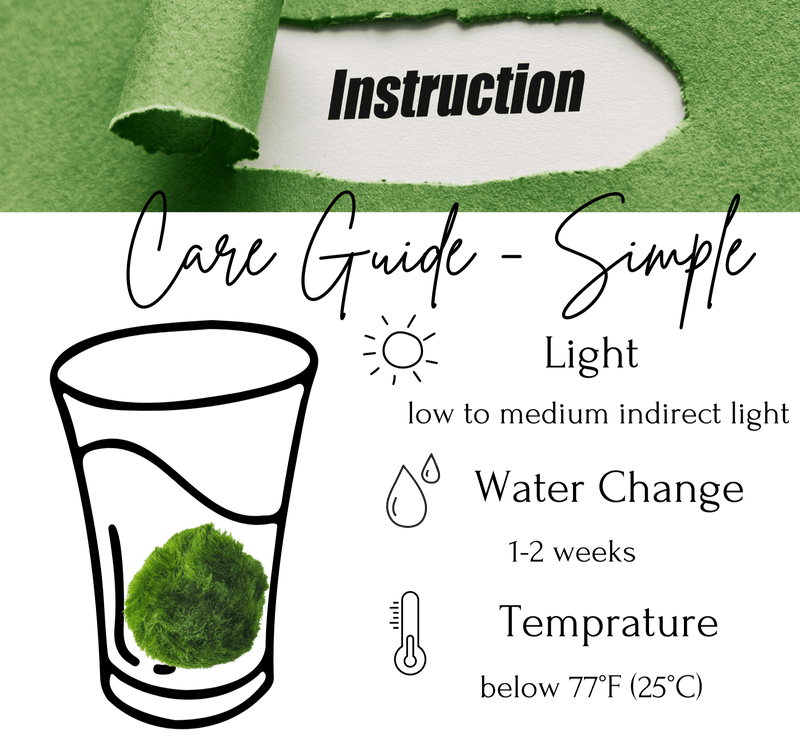 Marimo Moss Balls For Aquarium 50PCS Wholesale Multiple Size Moss Ball Aqua Plant Pet Bulk Sale - Kokedama Japanese Algae Ball Wholesale