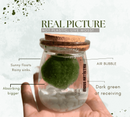 Large Marimo Moss Ball 1 pc 4-5cm LIVE Marimo Moss Ball - Japanese Algae Ball