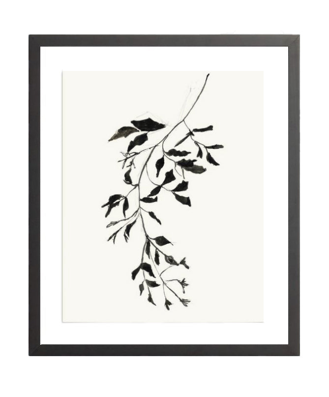 Botanical Ink Study II
