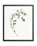 Botanical Ink Study I