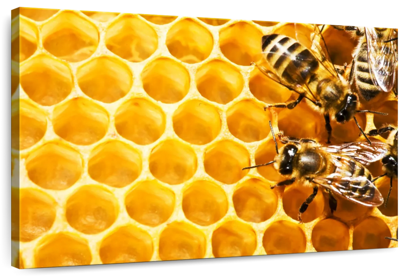 Honey Bee Hive Wall Art
