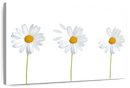 Plucked Daisies Wall Art