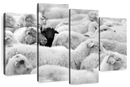 Distinct Black Sheep Wall Art