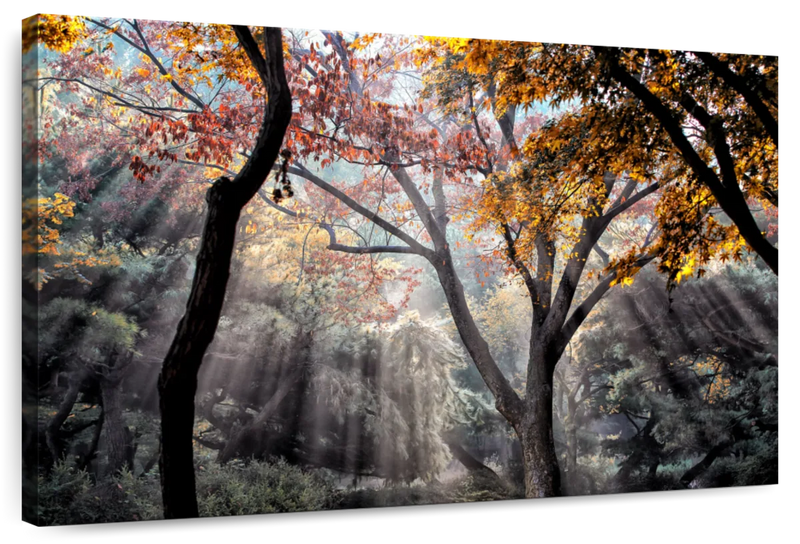 Forest Sun Rays Wall Art
