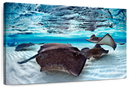 Stingrays Sea Life Wall Art
