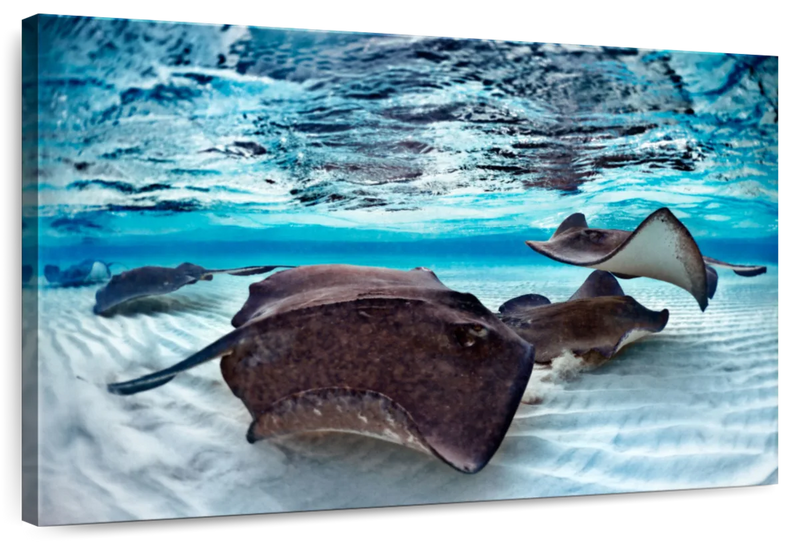 Stingrays Sea Life Wall Art