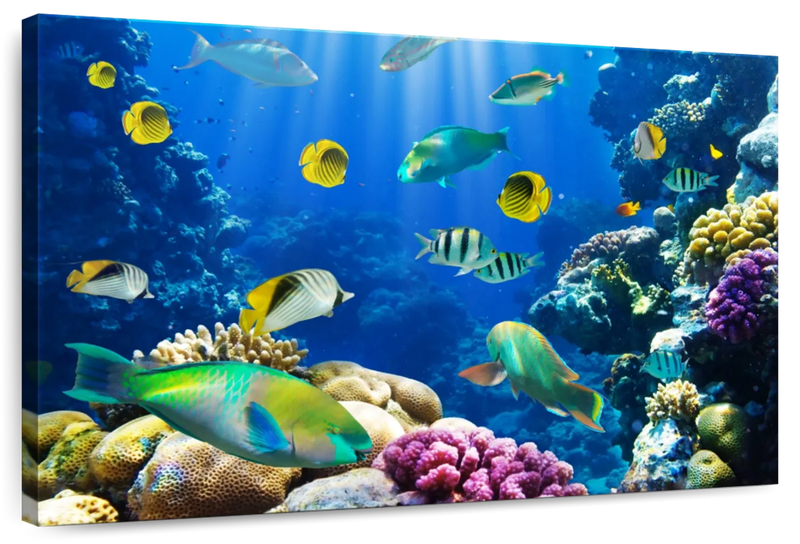 Underwater Sea Creatures Wall Art