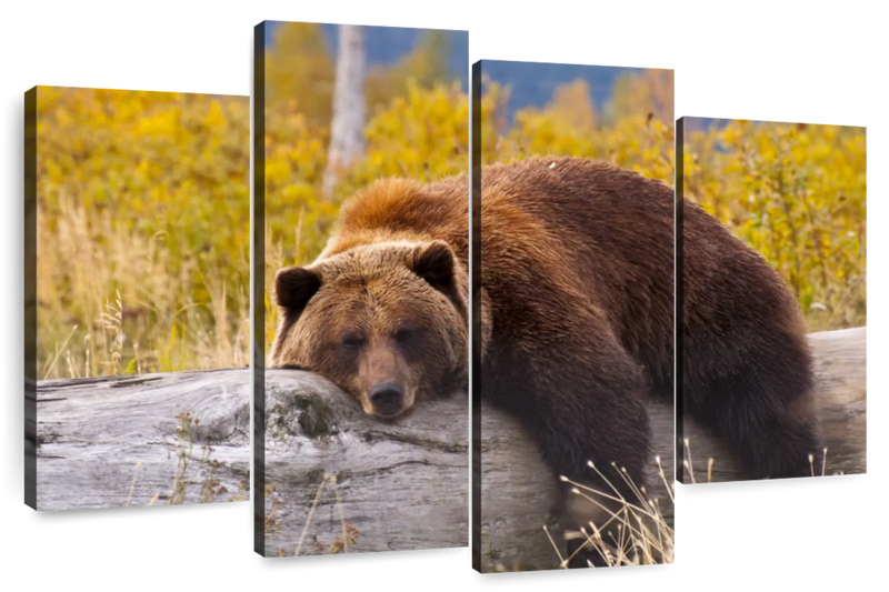 Resting Grizzly Bear Wall Art