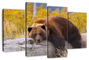 Resting Grizzly Bear Wall Art