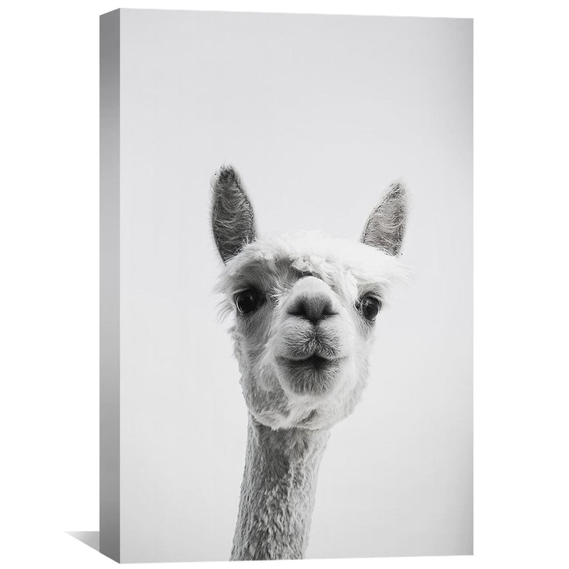 Llama Portrait Canvas