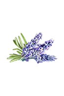 Lavender & Rosemary Essential Oil Blend by Rustic Strength