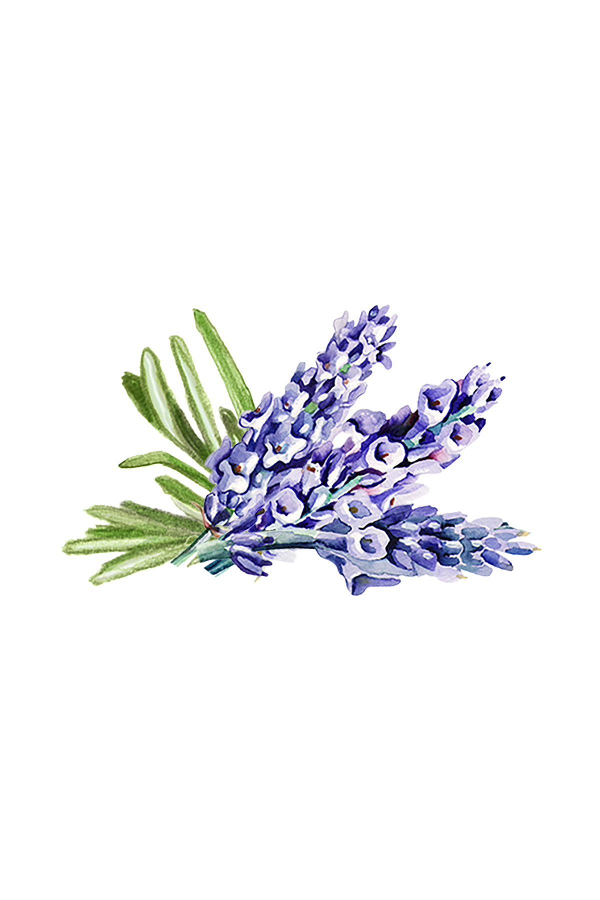 Hand Soap | Soothing Herbs, photo 2 of 11