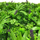 Sample Panel – Lavender Fields Green Wall (Small Sample) by Designer Plants USA