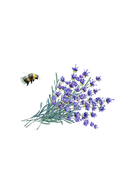 Lavender Essential Oil