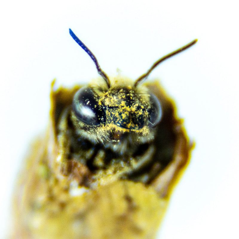 Summer Leaf Bees - (200ct) Free FedEx 2-Day Mail