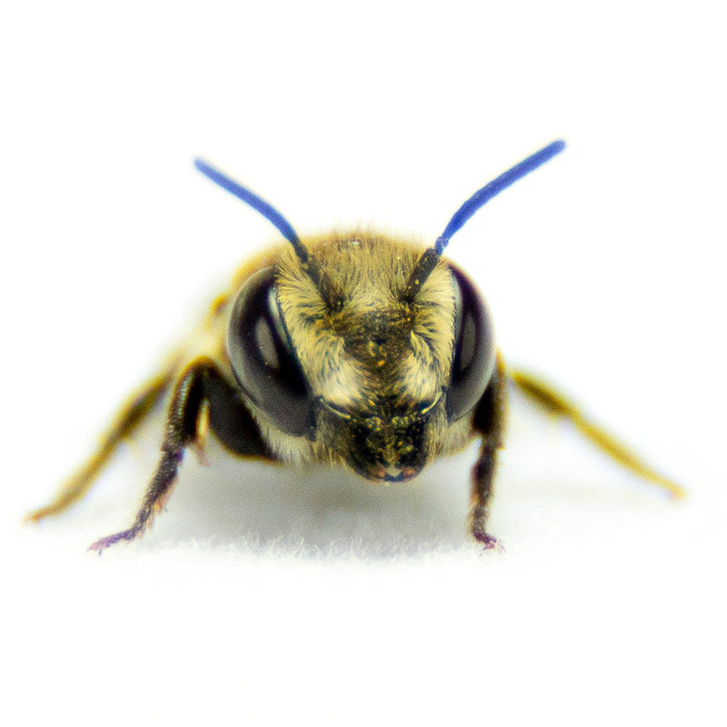 Summer Leaf Bees - (200ct) Free FedEx 2-Day Mail