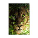Lion Portrait Canvas