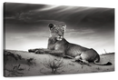 Lioness Wall Art
