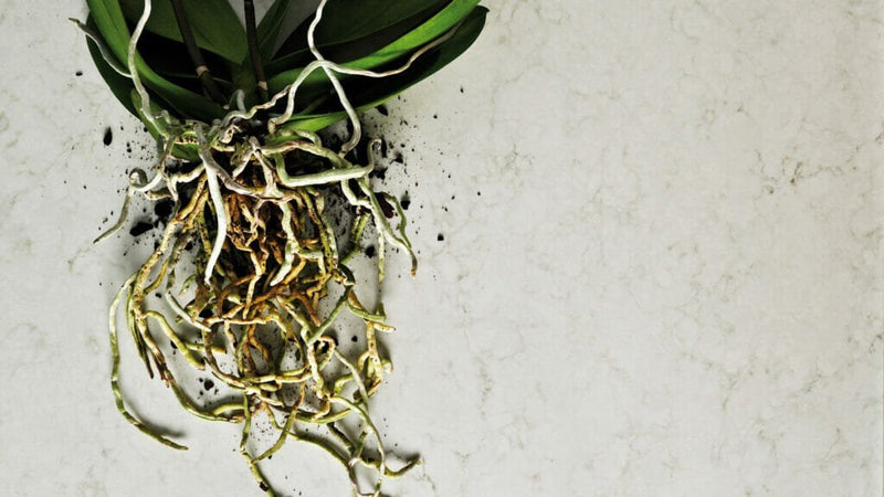 London Grey Caesarstone