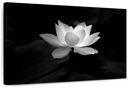 Lotus Flower Monochrome Wall Art
