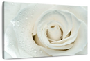 White Rose Close Up Wall Art