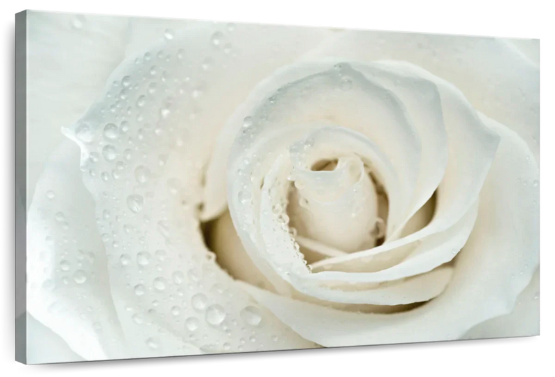 White Rose Close Up Wall Art