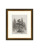 Pine Etching