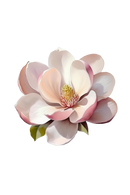 Magnolia Phthalate-Free Fragrance Oil