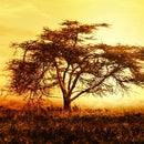 African Tree At Sunset Wall Art
