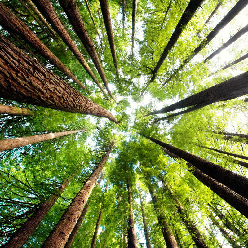 Ancient California Redwood Wall Art