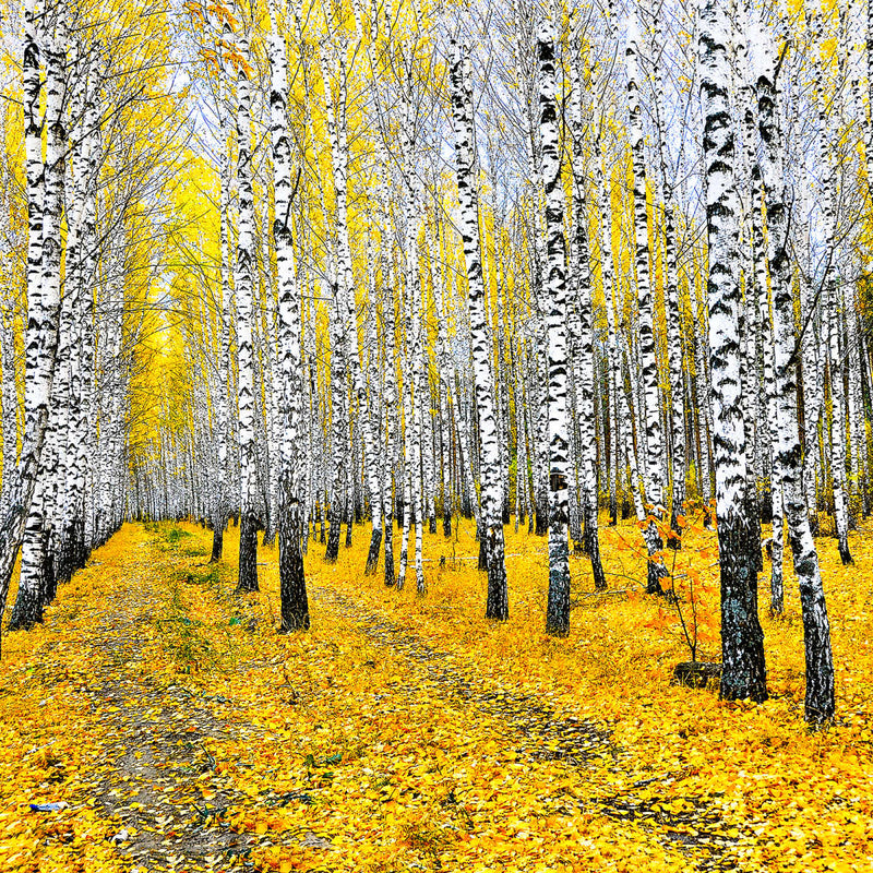 Autumn Birch Forest Trees Wall Art