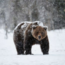 Winter Grizzly Bear Wall Art