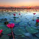 Lake Nong Harn Lotus Wall Art