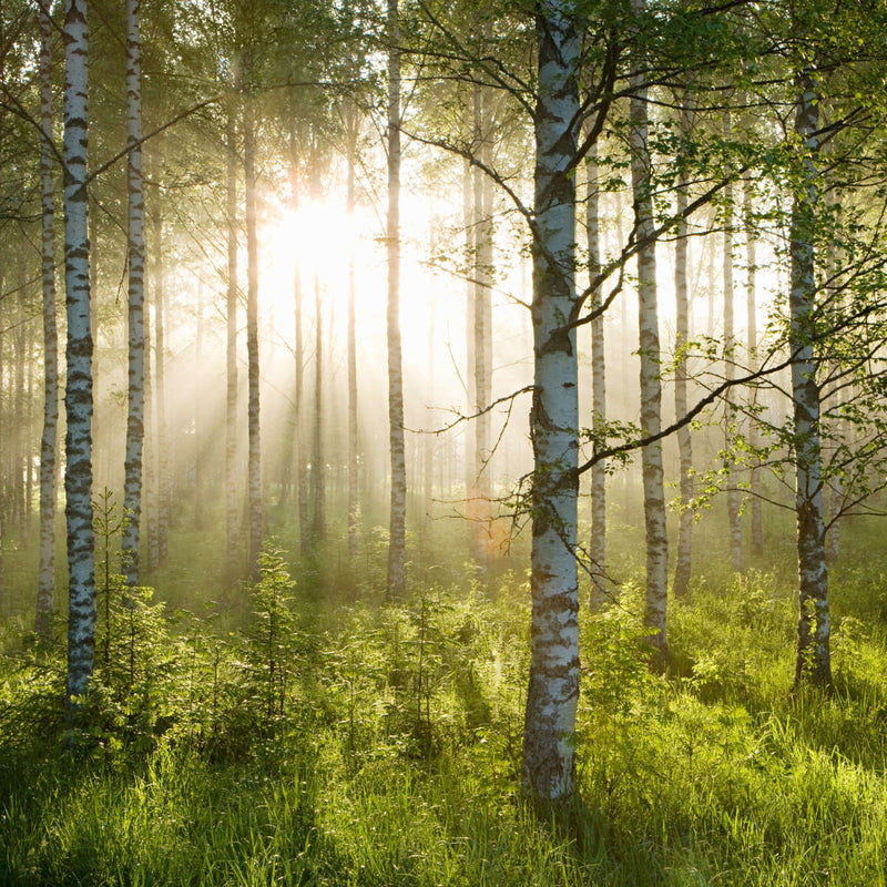 Birch Forest Sunlight Wall Art