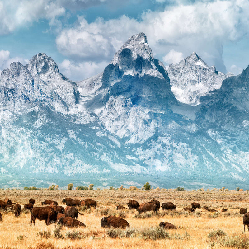 Bison Herd In Grand Teton Wall Art