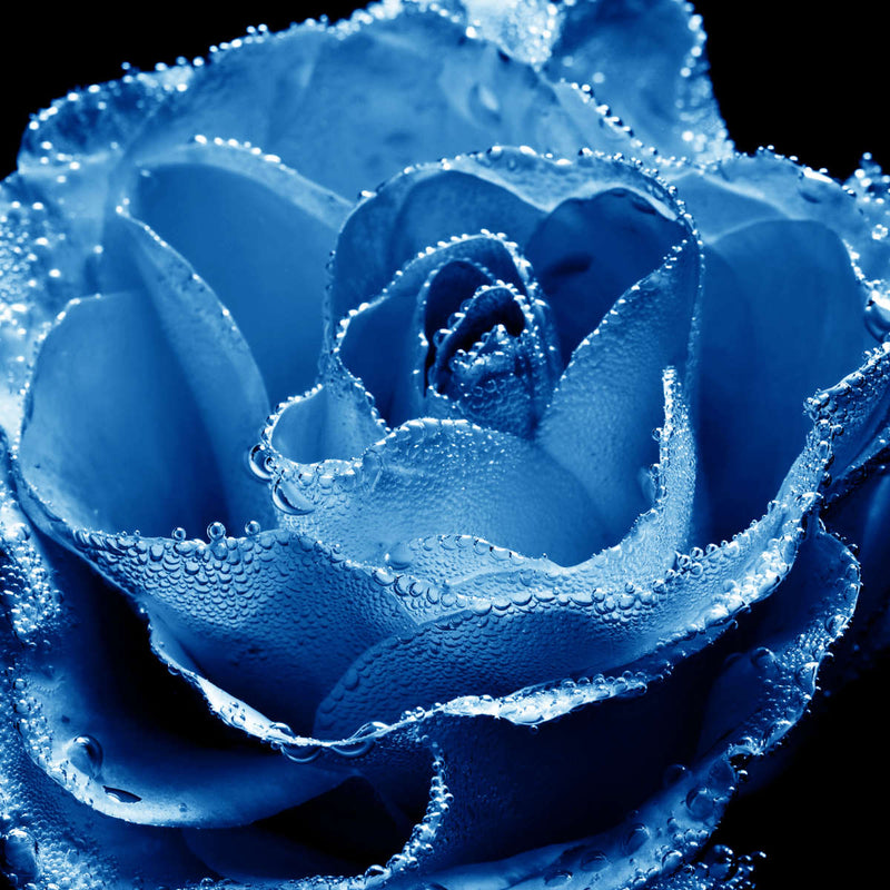 Misty Blue Rose Wall Art