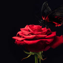 Butterfly Kissing The Rose Wall Art