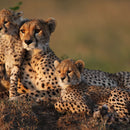 Safari Cheetah Family Wall Art
