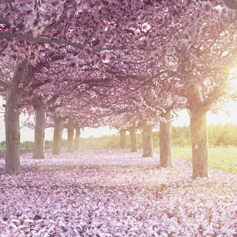 Cherry Blossom Morning Wall Art