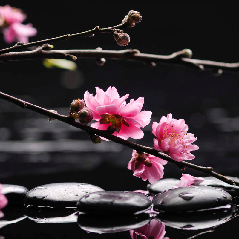 Cherry Blossom Pop Wall Art