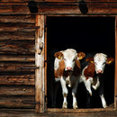 Pair Of Cows Wall Art