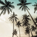 Dawning Above Palm Trees Wall Art