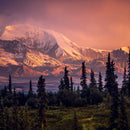 Denali Mountains And Forest Wall Art