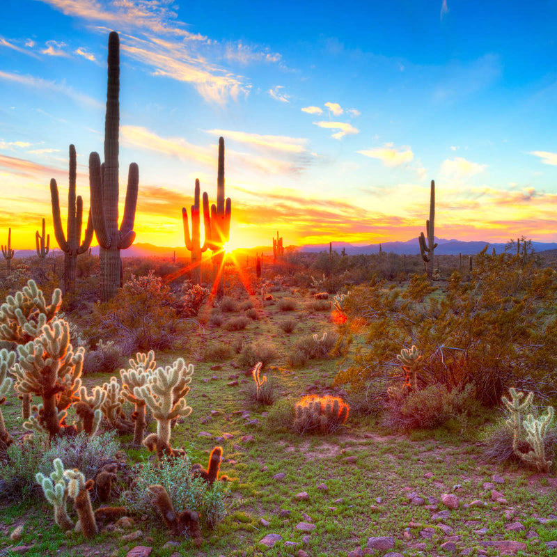 Desert Cactus Sun Ray Wall Art