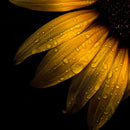 Sunflower Water Wall Art